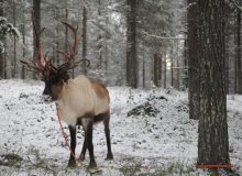 IoT、フィンランドの自由貿易トナカイを追跡することを目指す