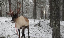 IoT pretende rastrear renos de rango libre en Finlandia