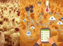 Solution de résolution intelligente de fermes de poulet