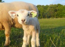 RFID basse fréquence et identification des animaux