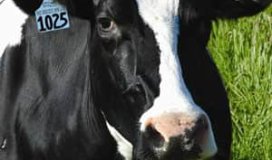 Что является применение RFID-меток для крупного рогатого скота в Австралии?