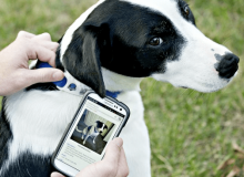 Have You Used The Animal Tag For Your Pet Management?