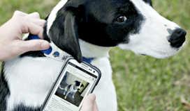Have You Used The Animal Tag For Your Pet Management?