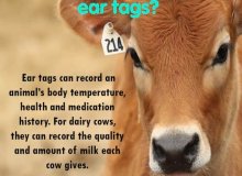 Conosci il metodo moderno per ottenere informazioni dal Tag orecchio animali?