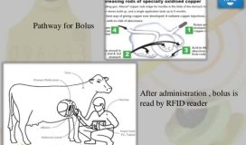 RFID porta intelligenza e trattamento alla produzione di bestiame