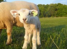 羊やヤギのヨーロッパでの RFID アプリケーションを知っていますか。