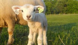 Знаете ли вы применение RFID для овец и коз в Европе?